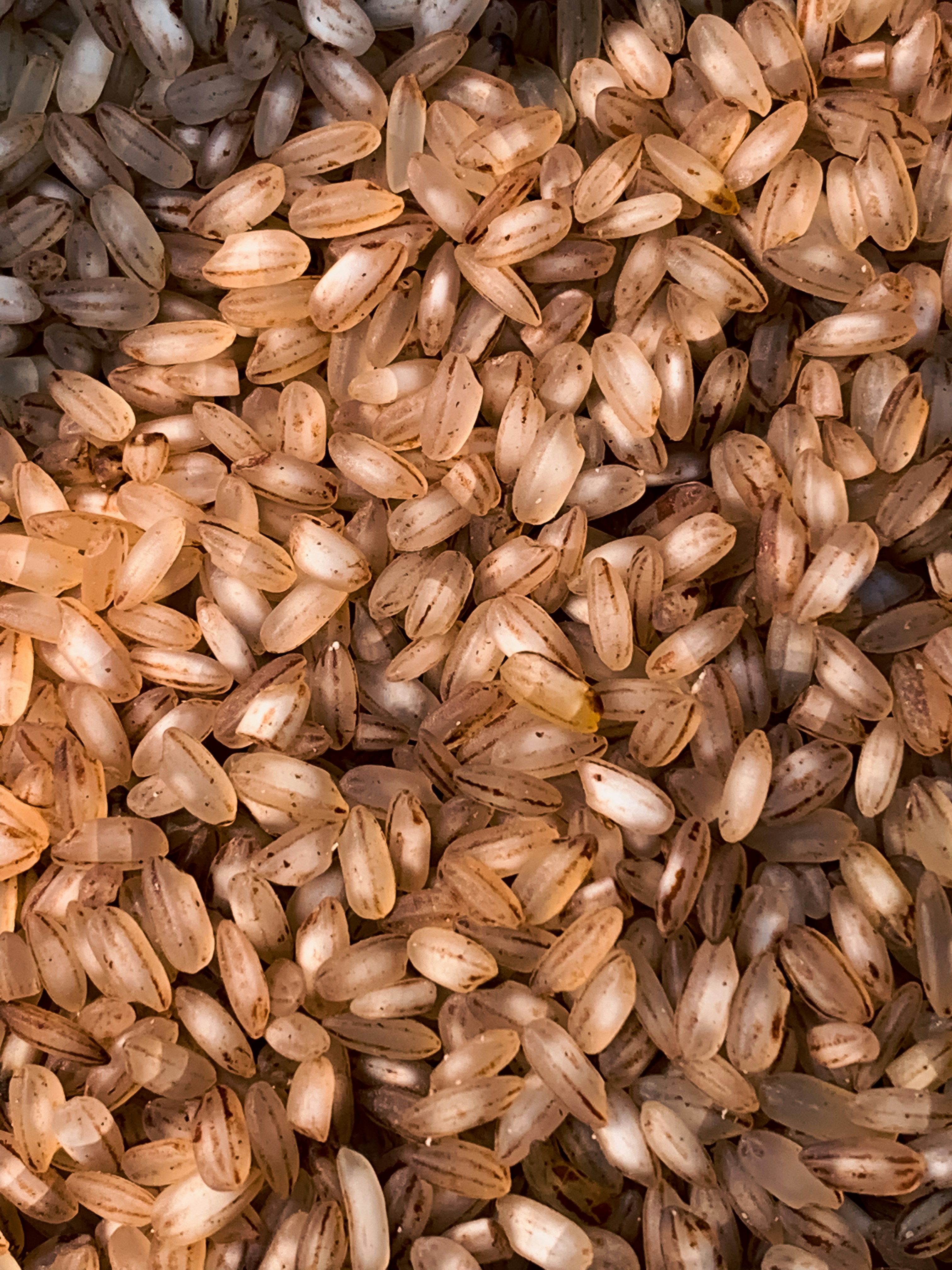 Brown Rice